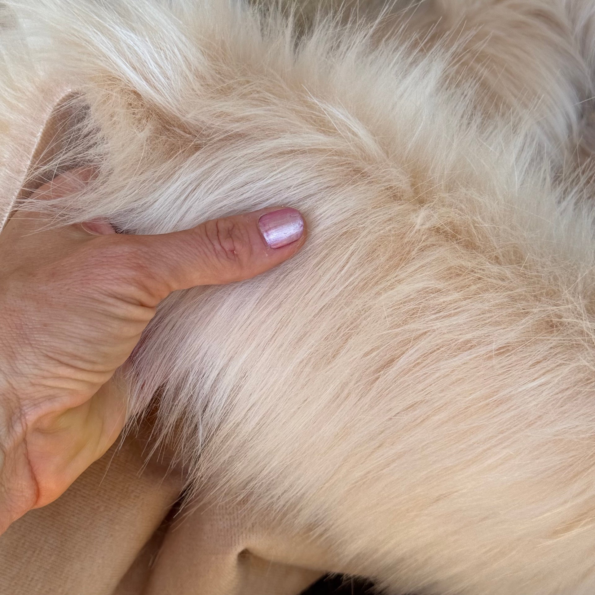 ARCTIC CREAM - Luxury Faux Fur - 2025 Range